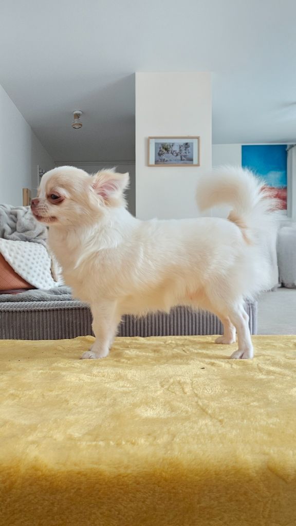 Publication : Des P'tits Boléros De Ravel 