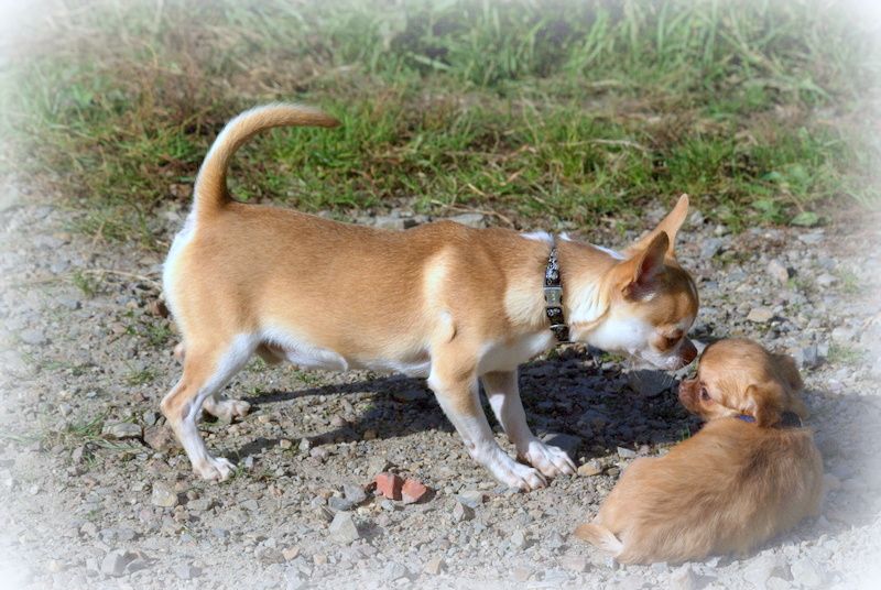 Publication : (Sans Affixe)