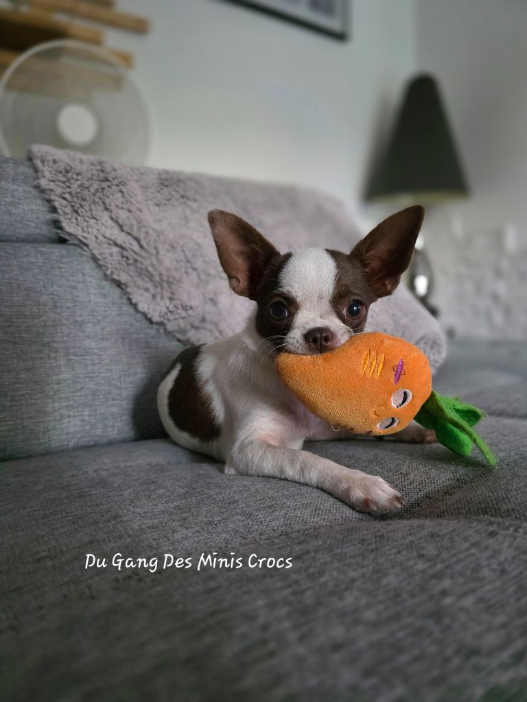 Publication : Du Gang Des Minis Crocs Auteur : Lopez Amanda 