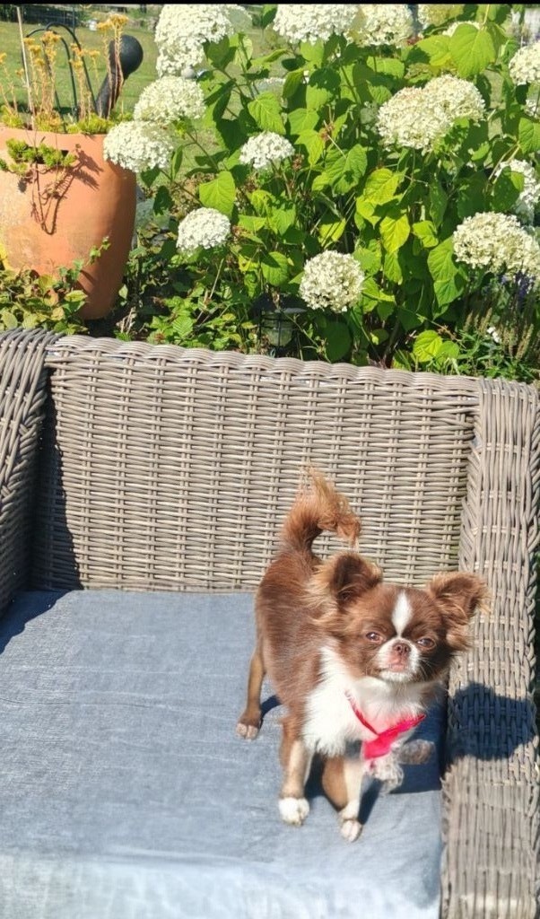 Publication : Le Clos de la Forêt de Lyons Auteur : chloe jonquet