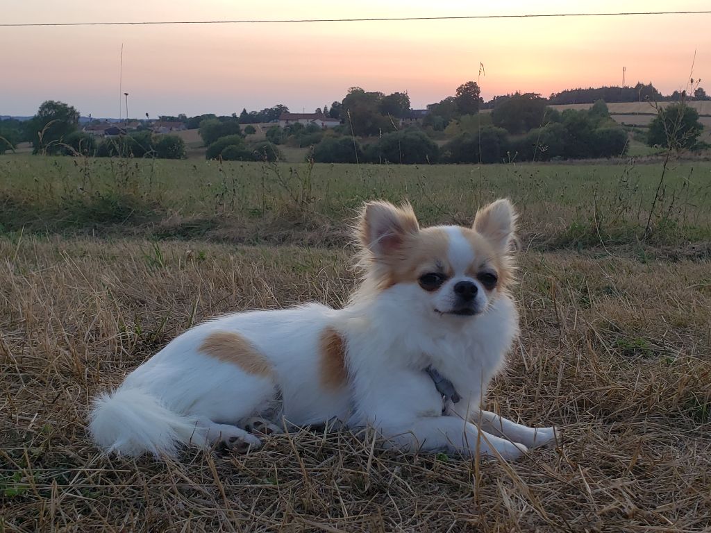 Publication : Des Meneurs D'Illawarra Auteur : Elevage des meneurs d'Illawarra 