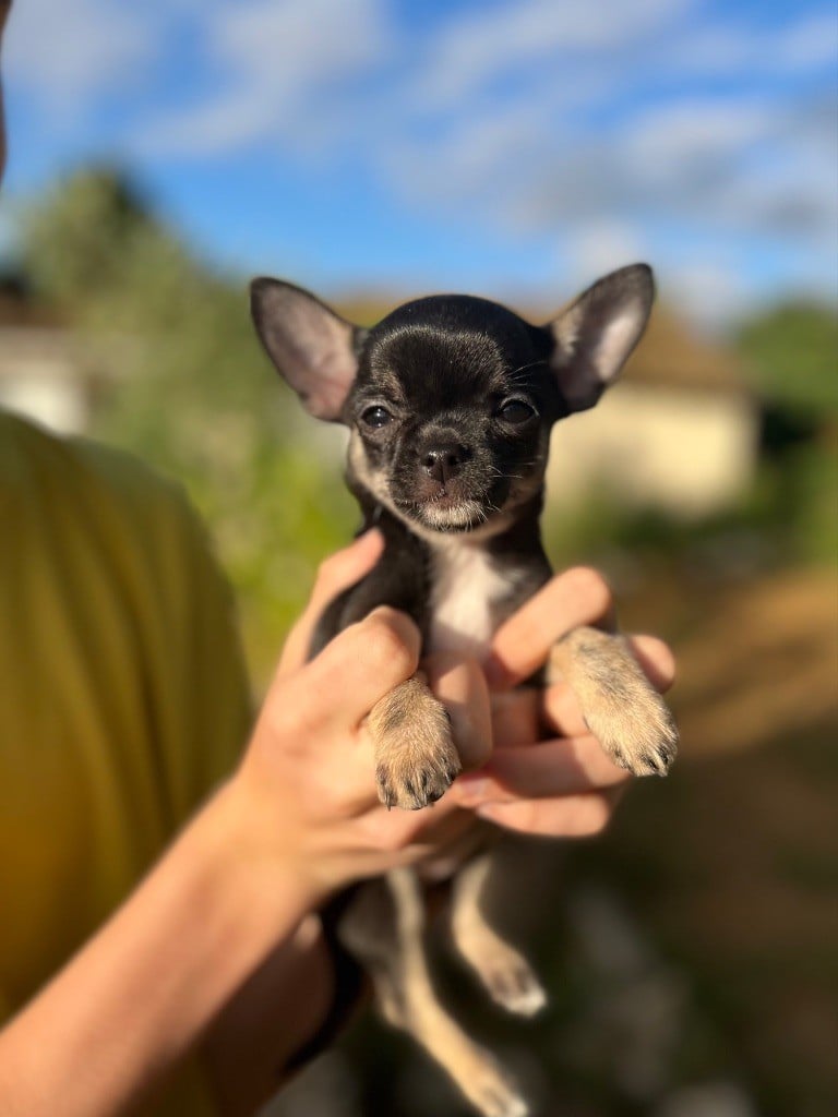 Publication : De L’Empreinte De Maitouck Auteur : Yannick MORET