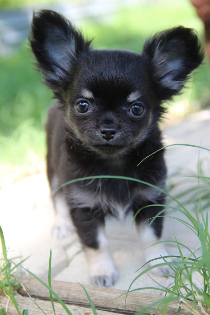 Publication : De La Plaine D'illiberis Auteur : Erine MCT