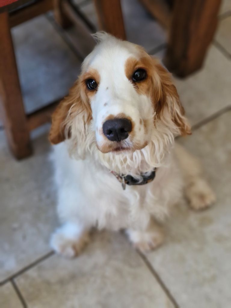 Publication : Du Domaine Des Crocs D'Ivoire