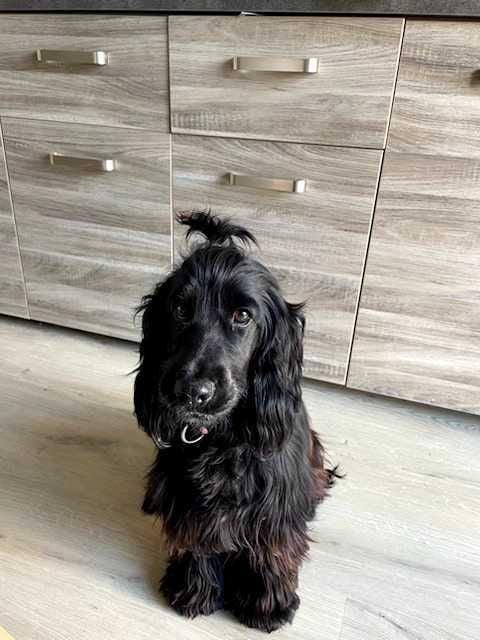 Publication : Du petit dan 