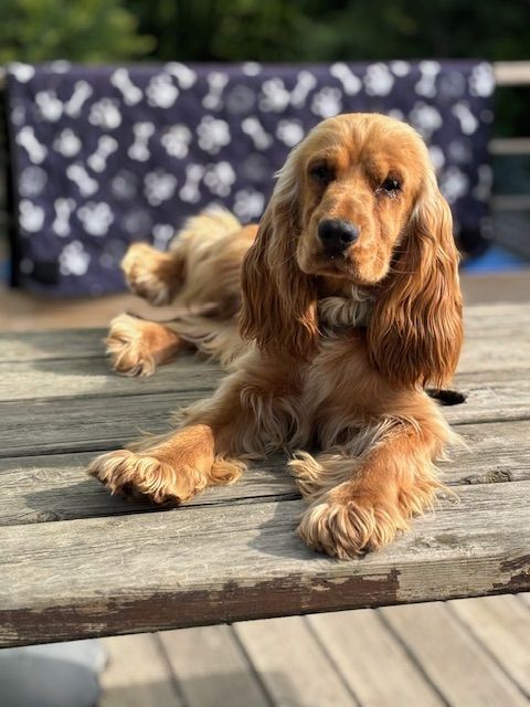 Publication : Du petit dan 