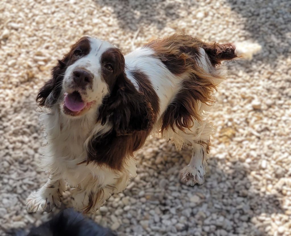 Publication : Des marais de courmont 