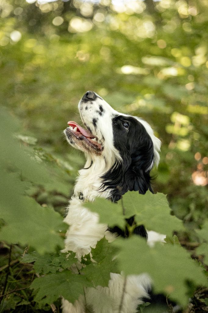 Publication : Du petit dan 