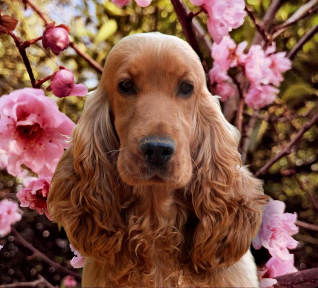 Publication : de la vallée de l'empereur 