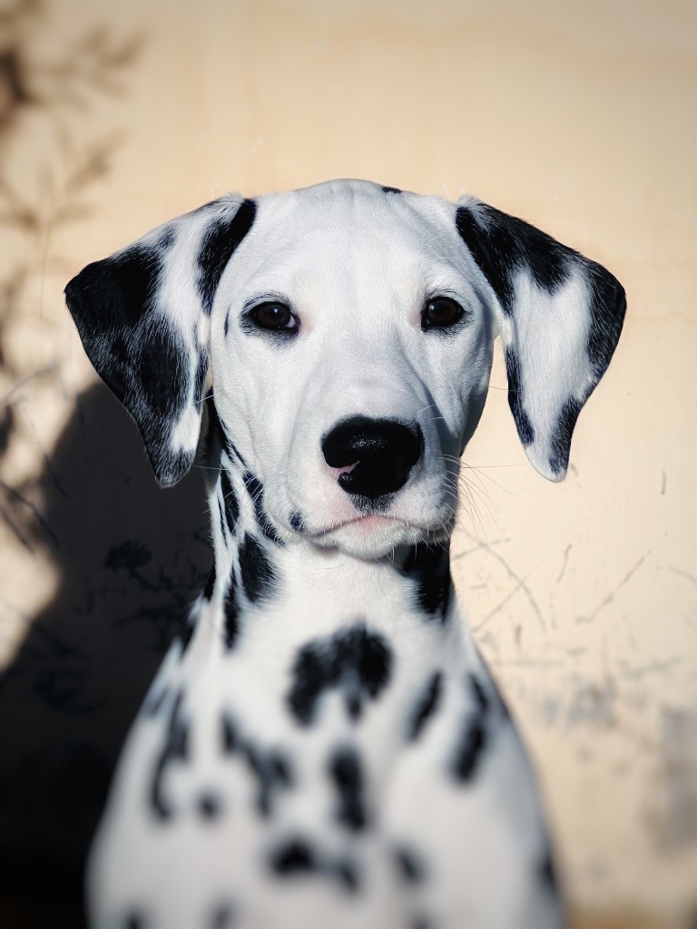 Publication : De Terramos Dalmata Auteur : Escalier Christophe