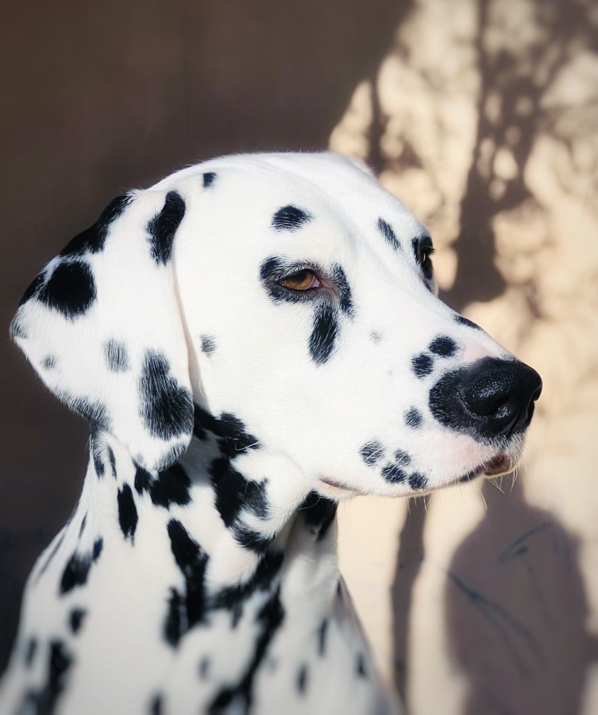 Publication : De Terramos Dalmata Auteur : E.C