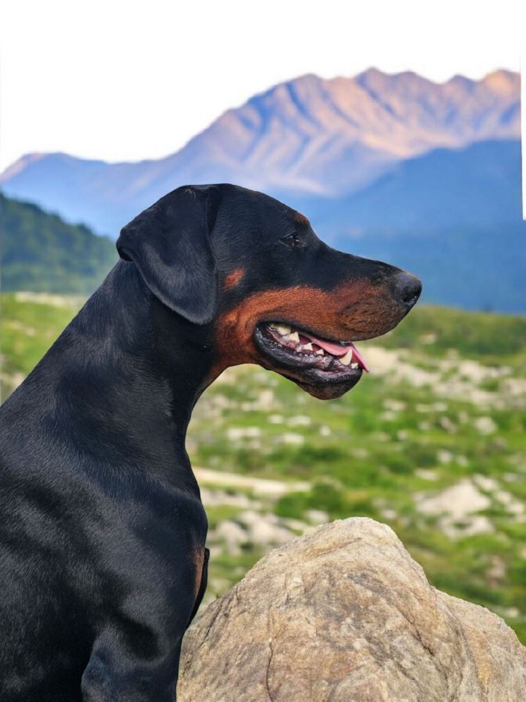 Publication : des Yeux de la Revanche Auteur : nh