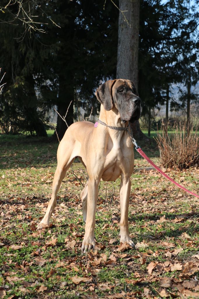 Publication : De La Symphonie D'Herold 