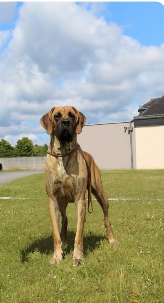 Publication : de la Boutinais Auteur : EXPO