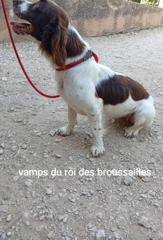 Publication : Du Roi Des Broussailles Auteur : du roi des broussailles