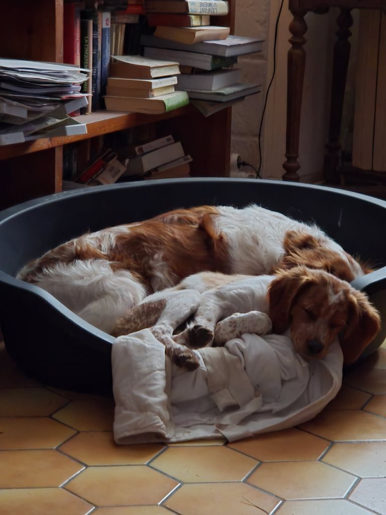 Publication : du chène de sophie Auteur : François BLOIS