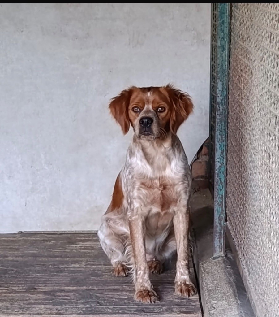 Publication : Des Gardiens Noir Des Sous Bois 