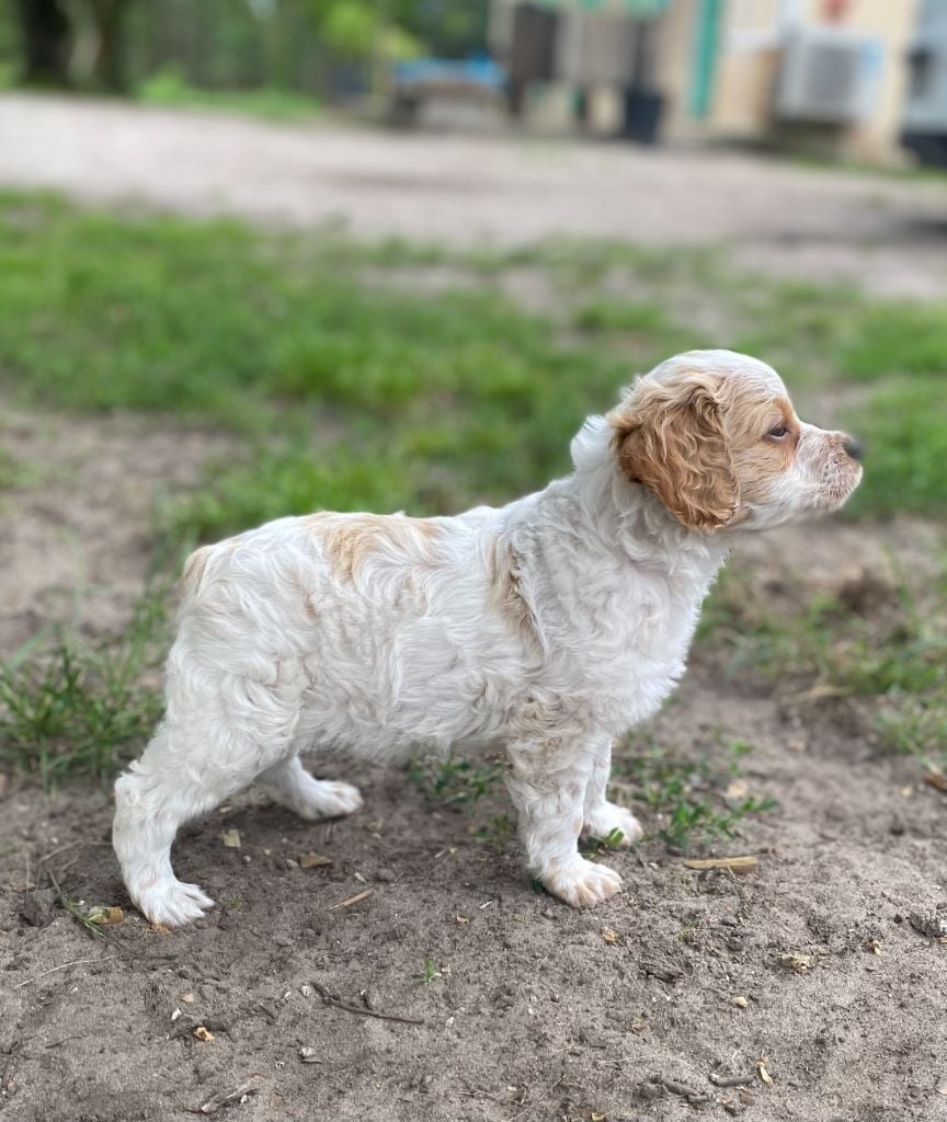 Publication : Des Landes De Claoury 