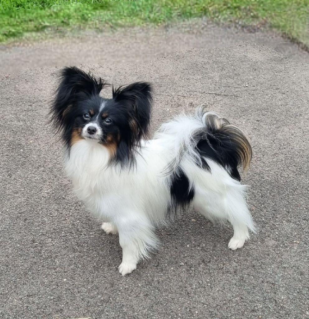 Publication : of Piek'Shawi 