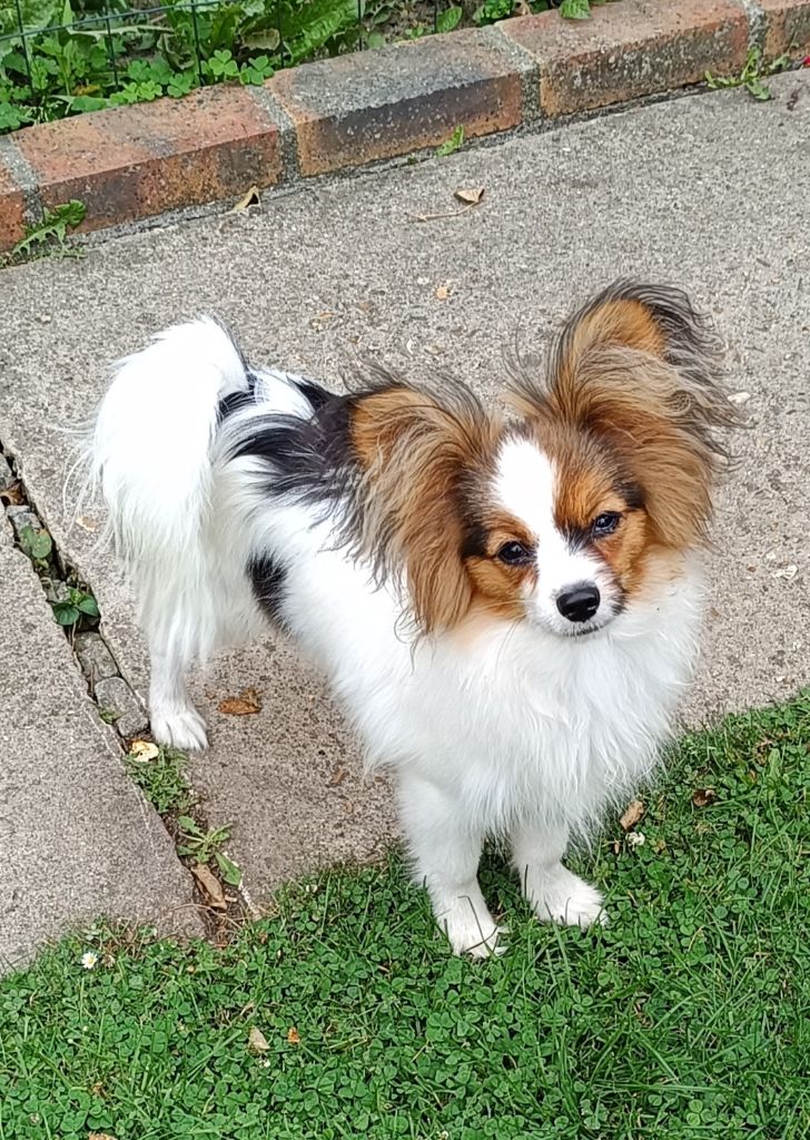 Publication : De La Nuit Des Papillons 