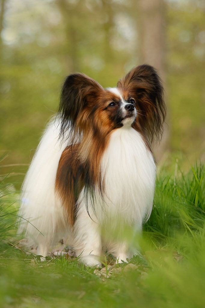 Publication : des Jolis Morphos D'Eugénie Auteur : Regina Keller
