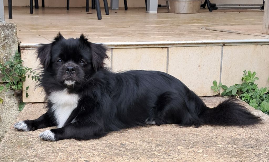 Publication : Du Jardin D'Holly 