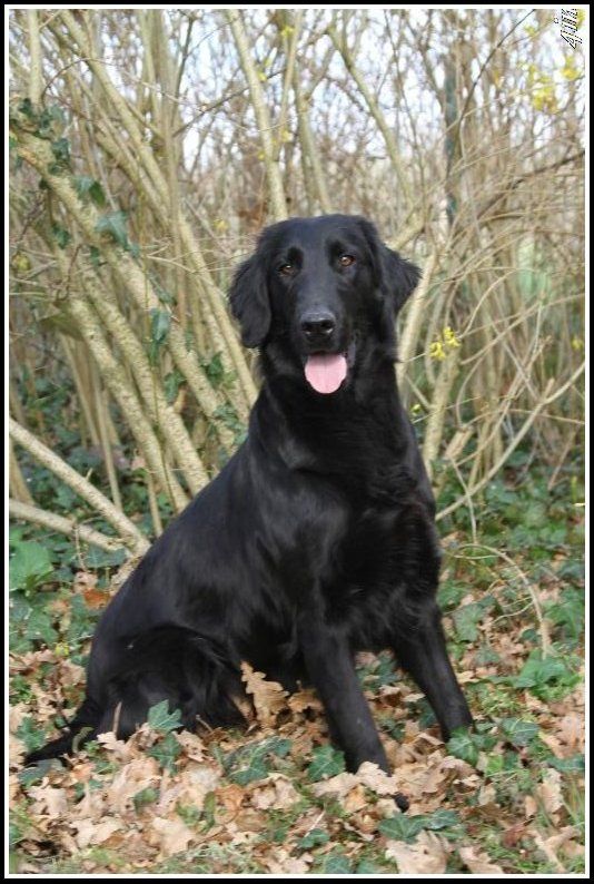 Publication : De Javelot Des Granges Auteur : 4IN