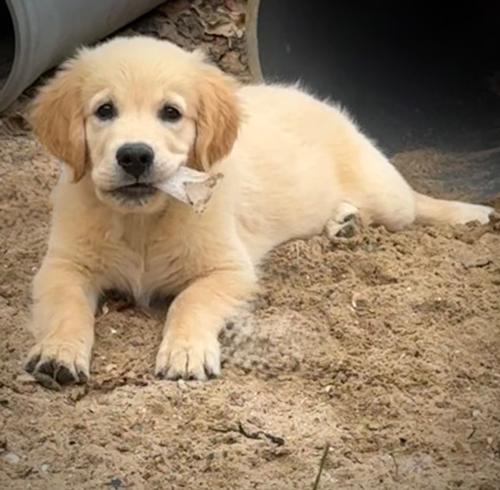 Publication : De La Douce Source Auteur : Valérie Louchez