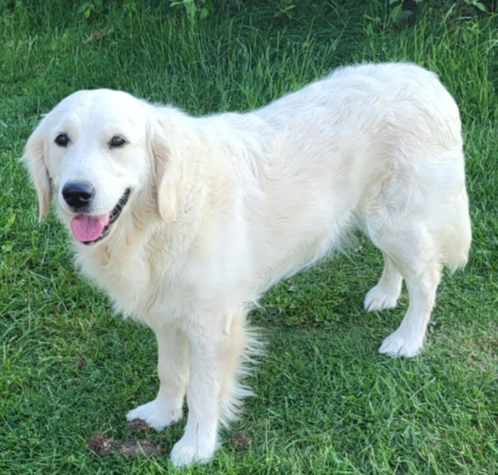 Publication : Boule De Poil Au Grand Coeur Auteur : stephanie camus