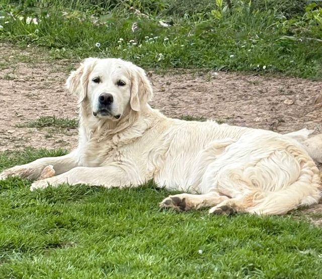 Publication : Of Golden Love Heaven Auteur : Julien BARIATTI