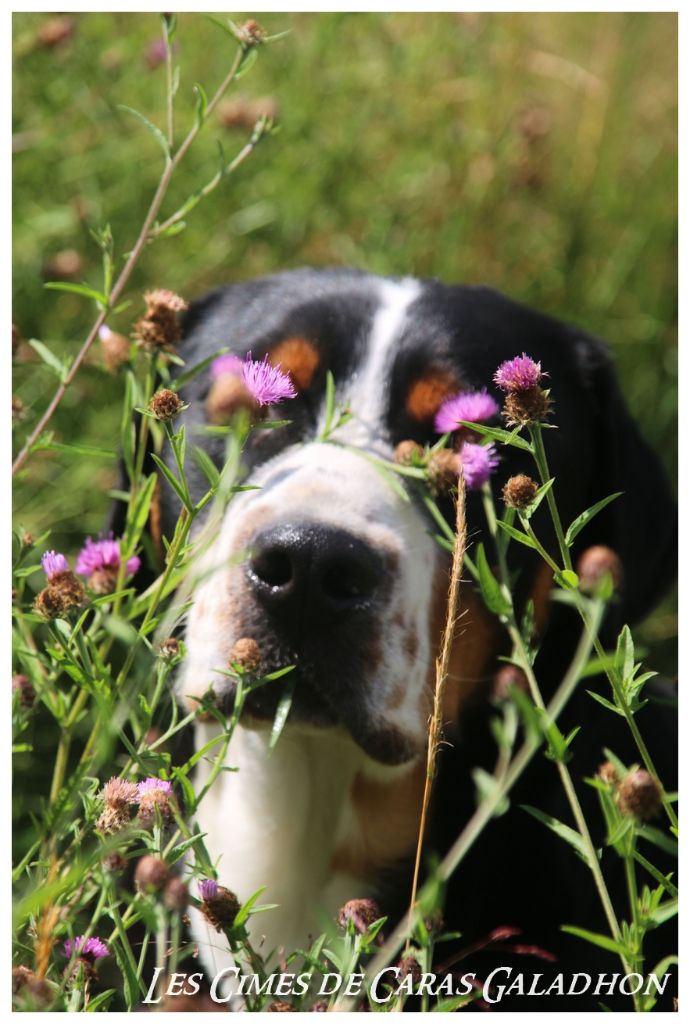 Publication : Des cimes de caras galadhon 