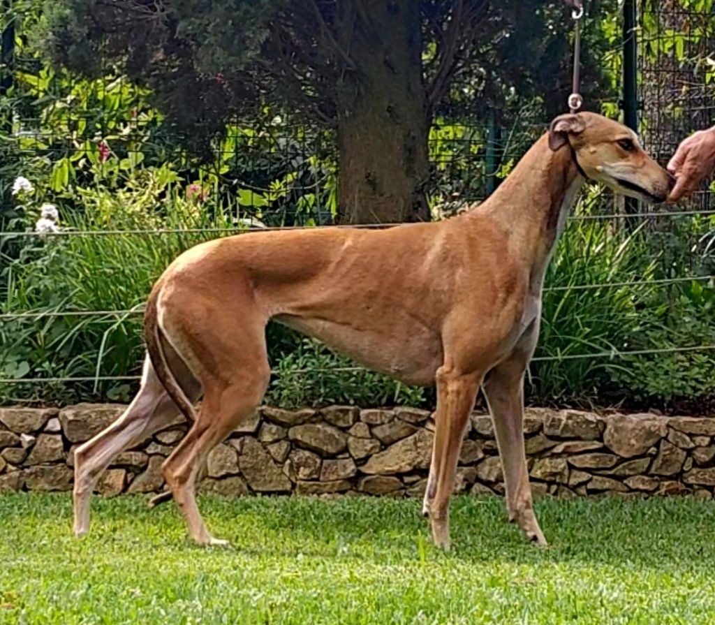 Publication : Mandajors Auteur : R.Martin