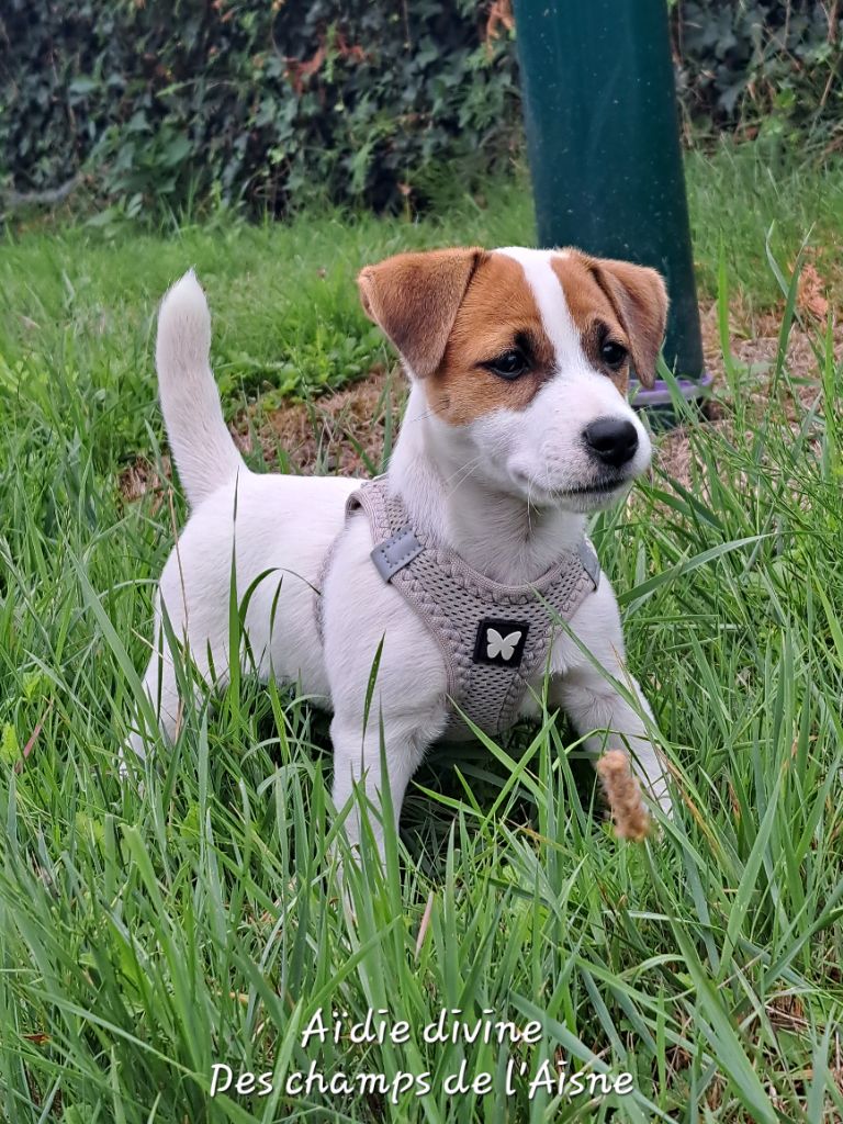 Publication : des champs de l'Aisne Auteur : Florence Orthon