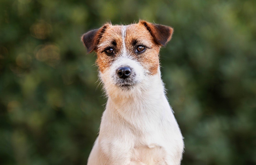 Publication : du Bois de Compiègne 