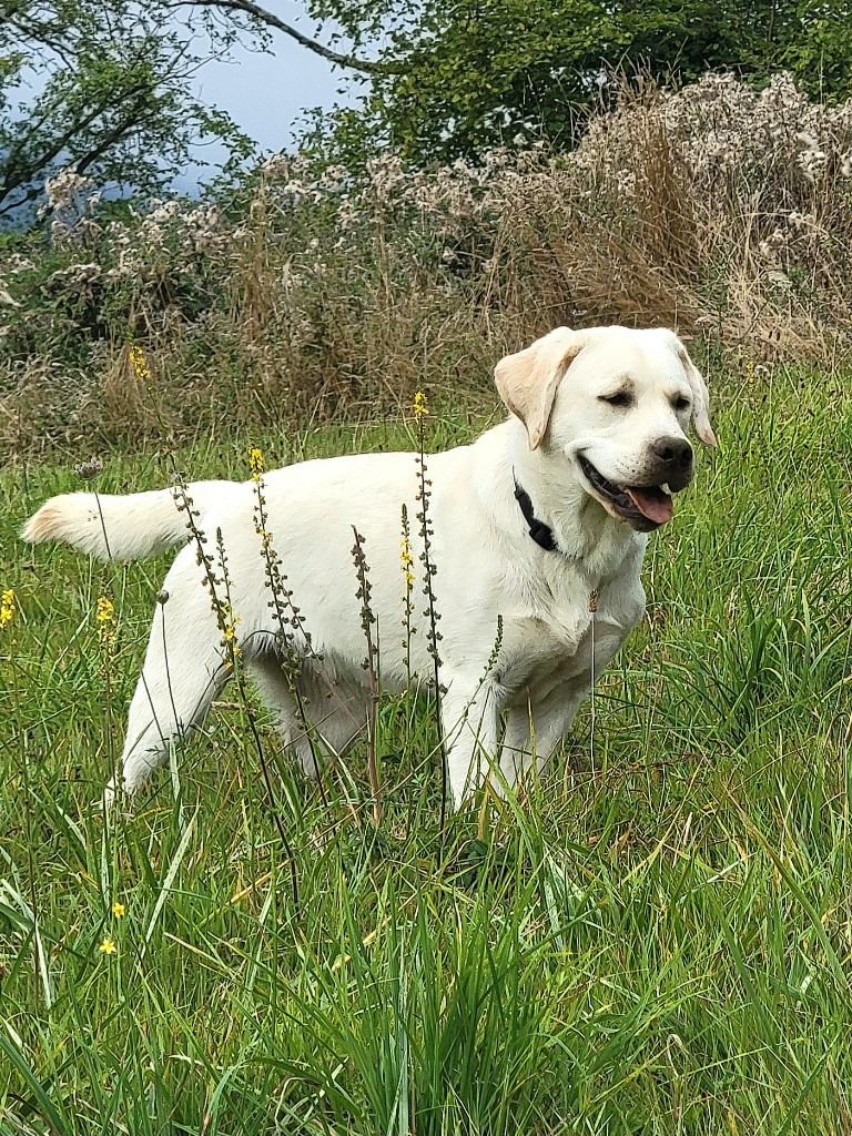 Publication : Des Terres Pyrénéennes Auteur : élevage des terres pyrénéennes