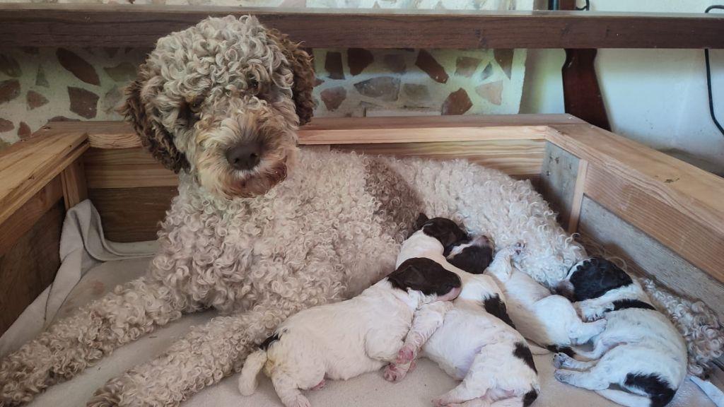 Publication : (Sans Affixe) 