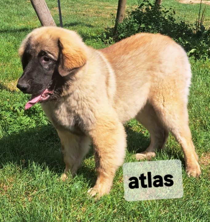 Publication : du Pont des Aulnes