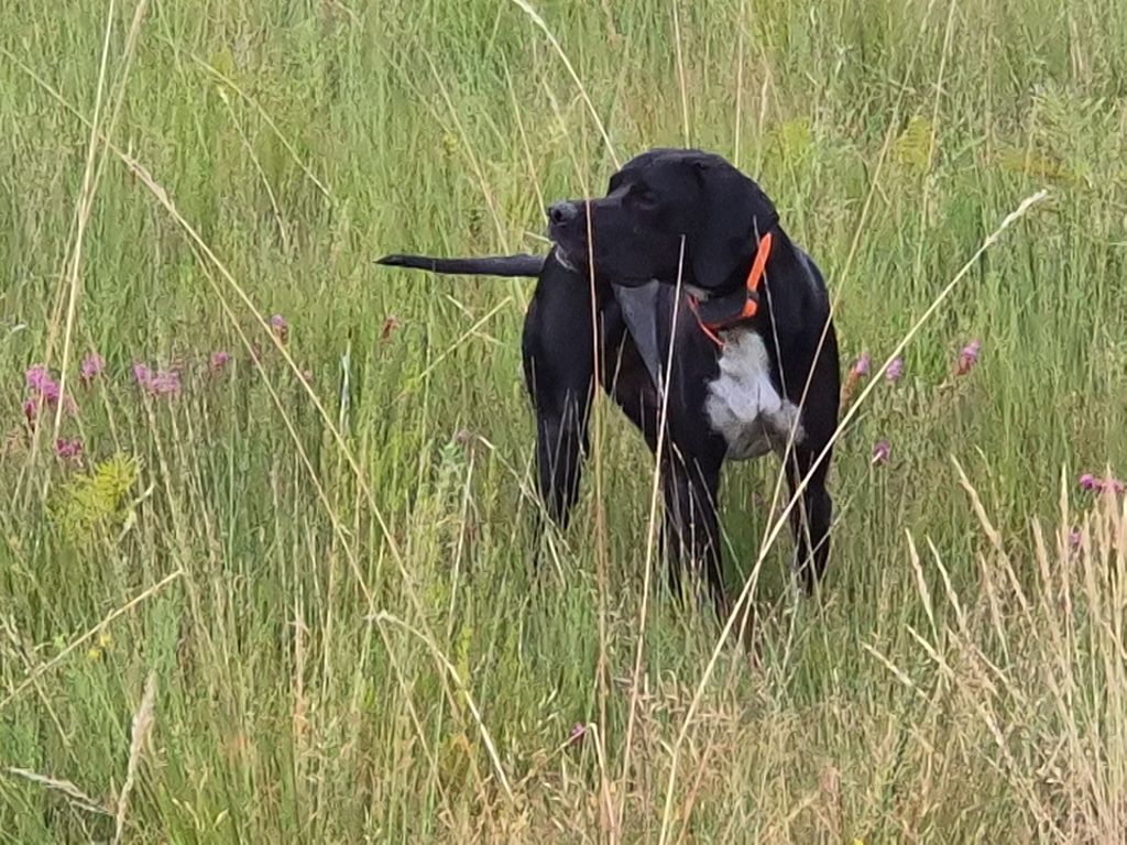 Publication : Des symphonies de bois joli