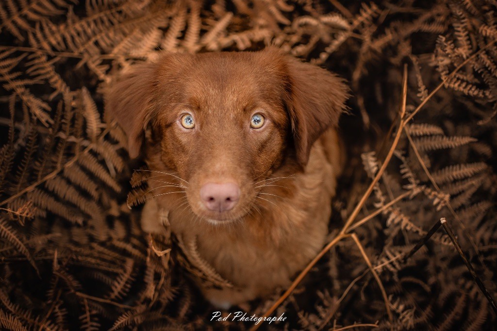 Publication : Of Red Mapple Tollers Auteur : Pod-Photographe