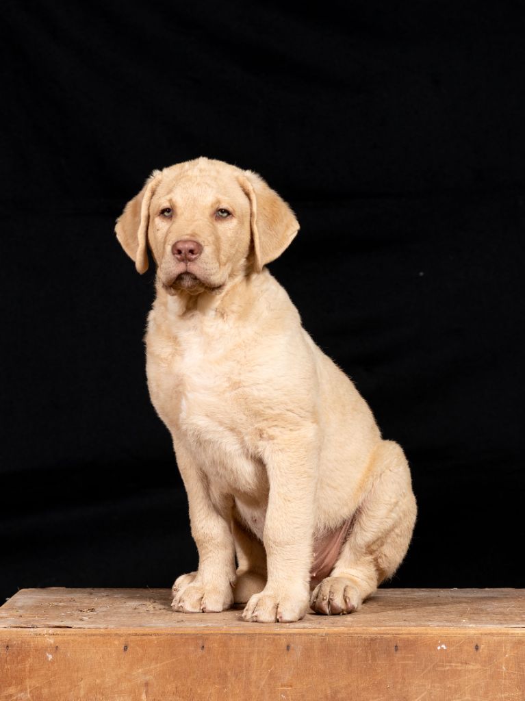 Publication : Chessies Wonder Auteur : Â©RichardLouvet