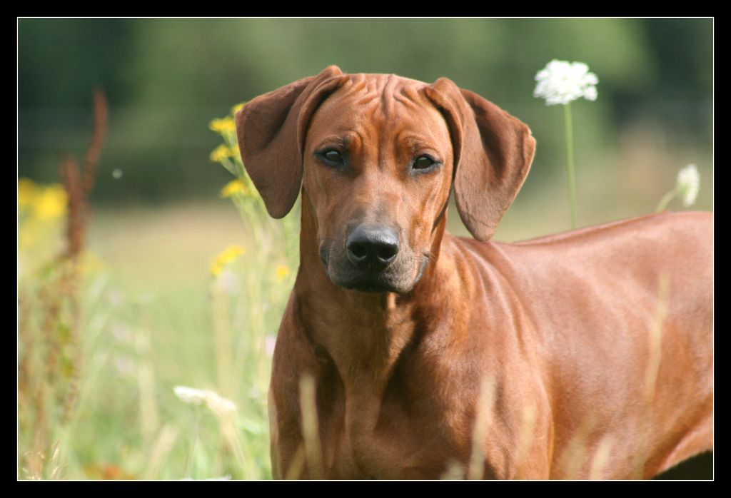 Publication : du Royaume de l'Espina Auteur : Graizely Sylvia