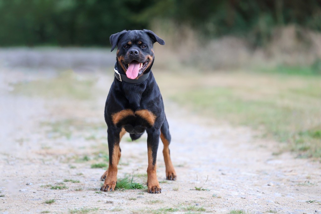 Publication : Von Schwarzer Beschützer 