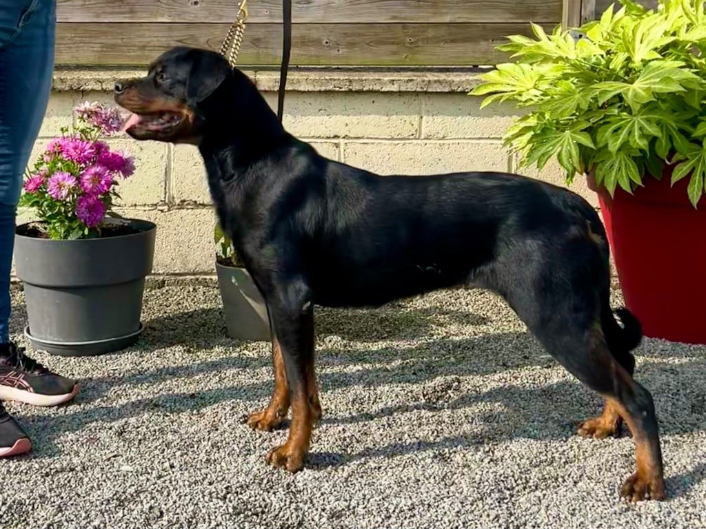 Publication : Du Domaine Paradiziak