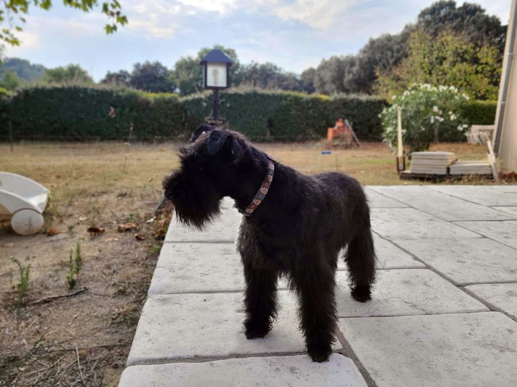 Publication : Des Collines D'Aztlan 