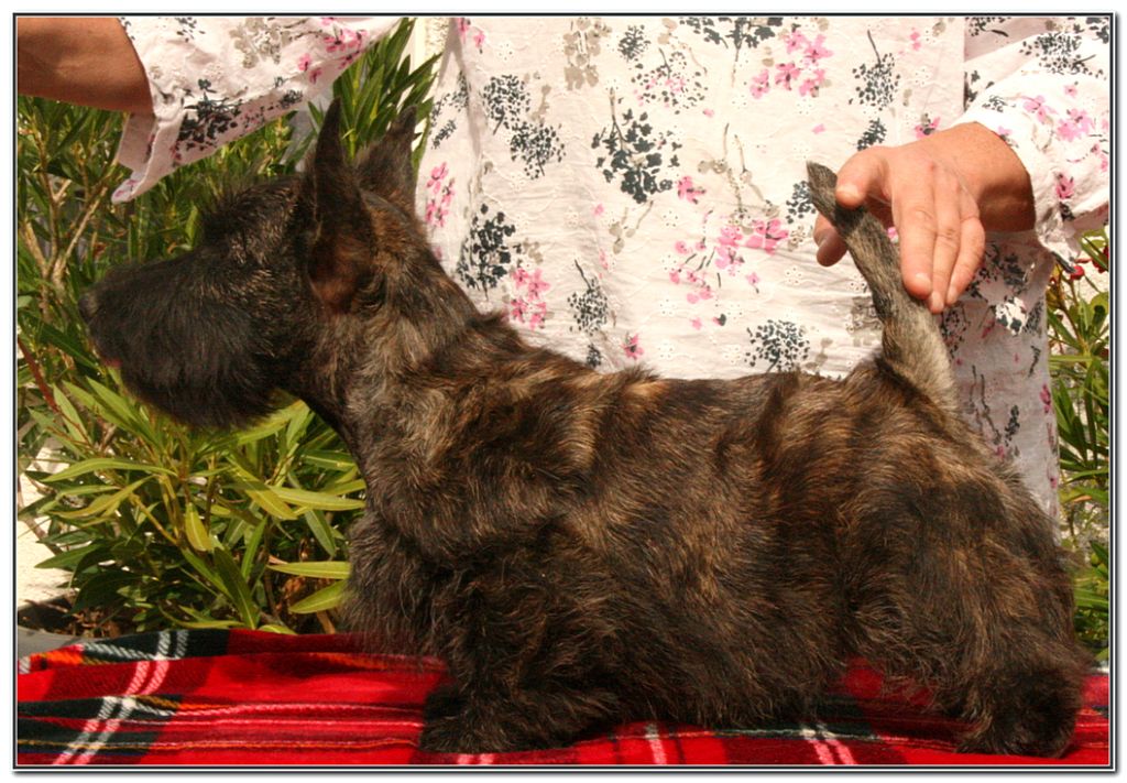 Publication : du Clan des Petits Colonels