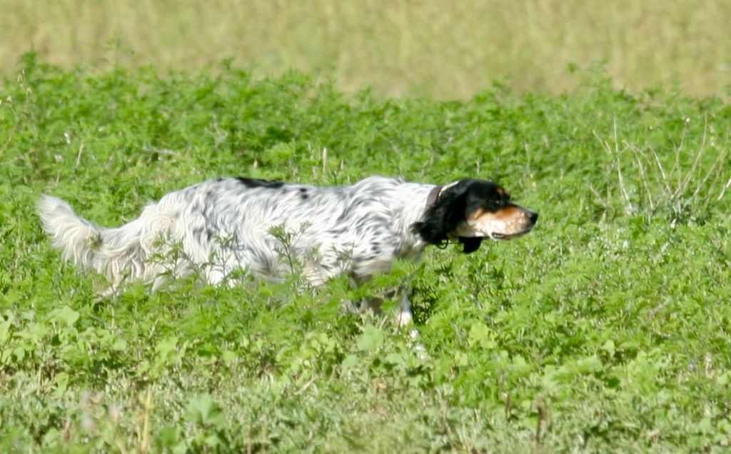 Publication : Terre Des Lavandes