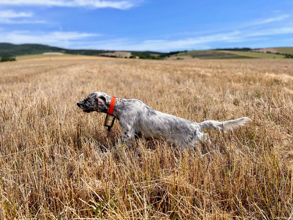 Publication : Terre Des Lavandes Auteur : 