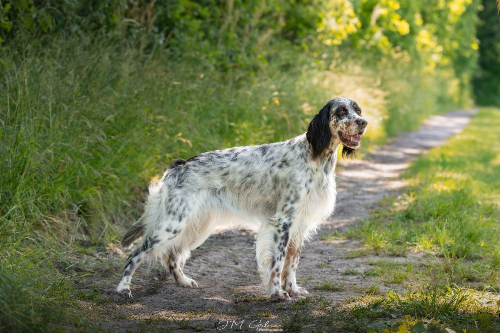 Publication : Du Domaine D'Anteros 