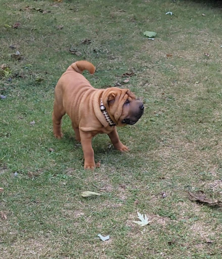 Publication : De L'Esprit De Buchido