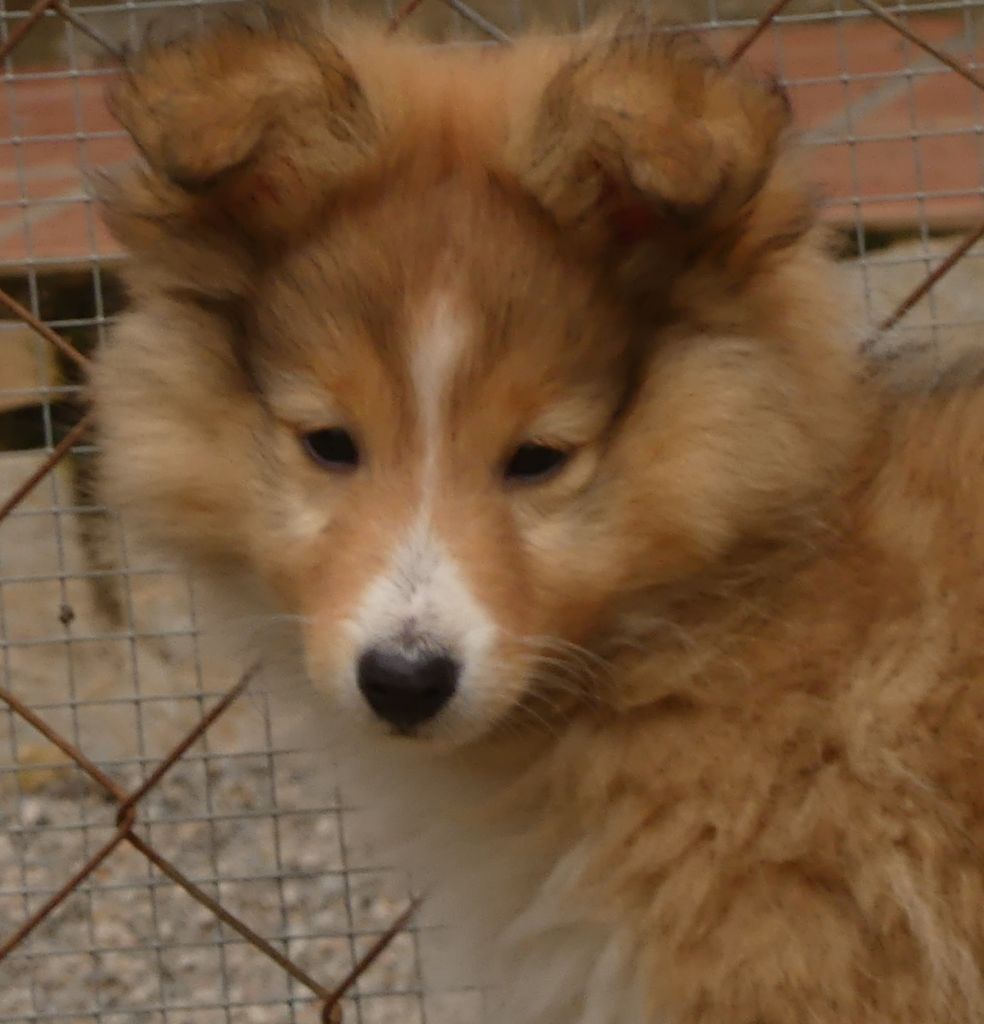 Publication : De La Nit